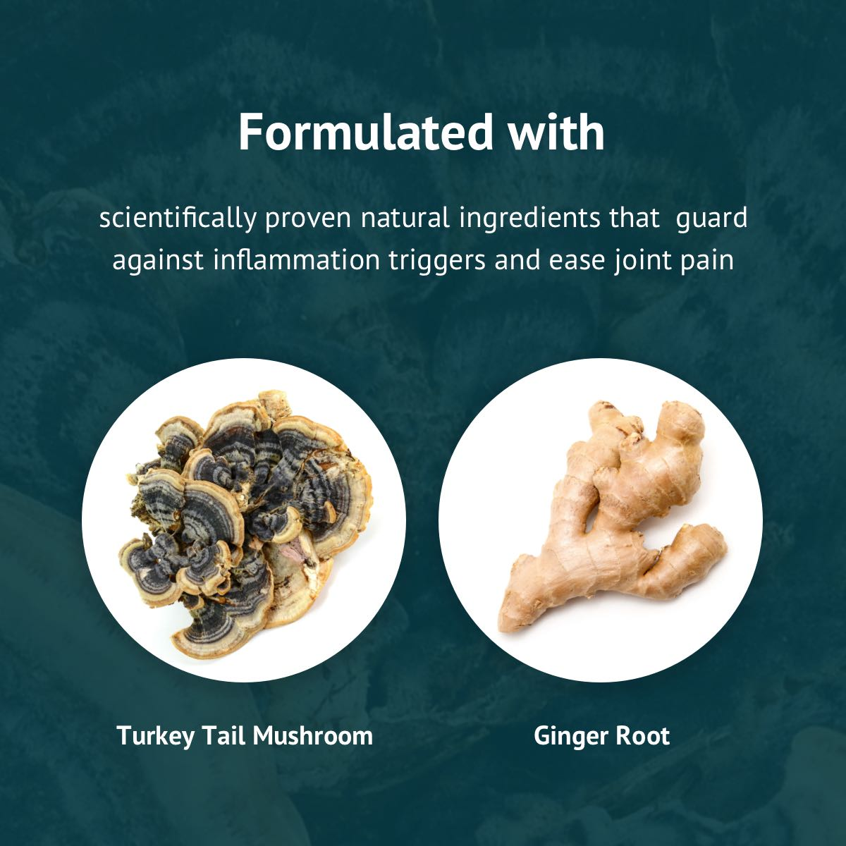 Clear Inflammatory Response - Probiotic Strains, Turkey Tail Mushroom, Ginger Root