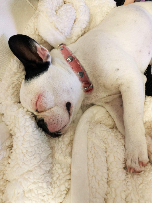 Rotterdam Hearts - Stylish Heart Fittings for Your Beloved Dog