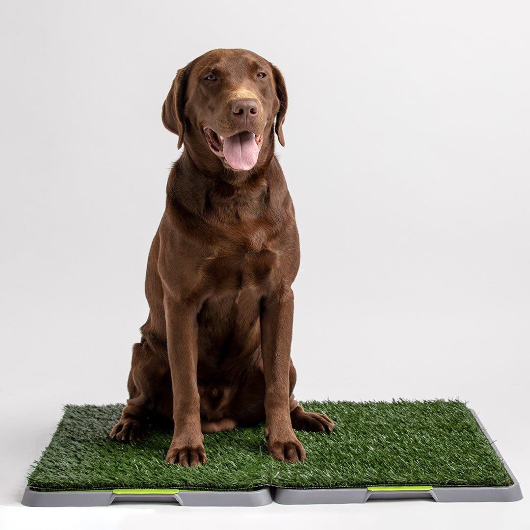 Potty Patch - Reusable Dog Trainer | Indoor and Outdoor Potty Training Solution