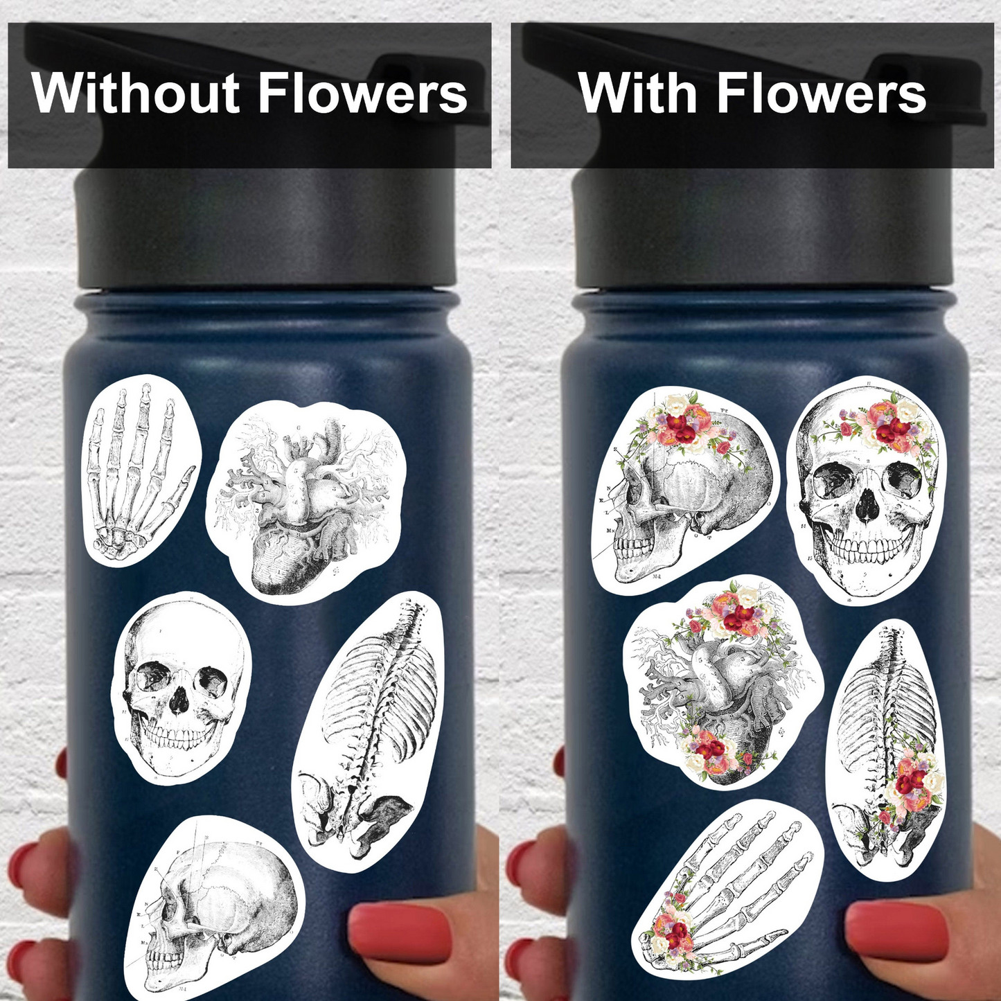 Educational Medical Skeleton Decals - Anatomy Stickers for Learning