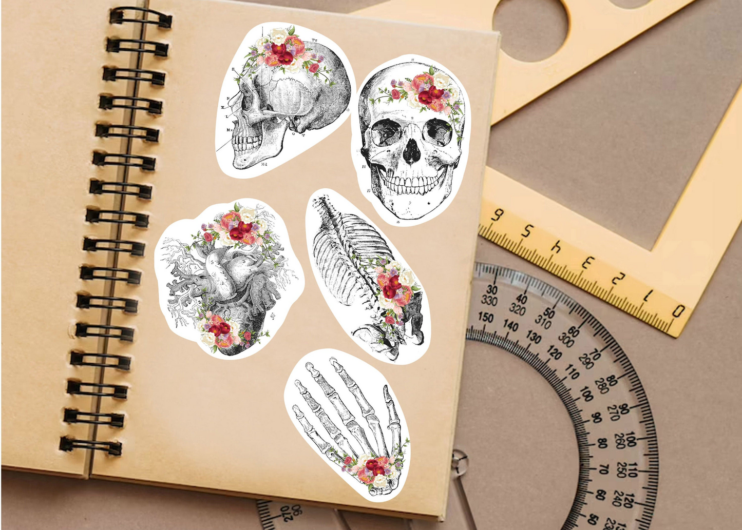 Educational Medical Skeleton Decals - Anatomy Stickers for Learning