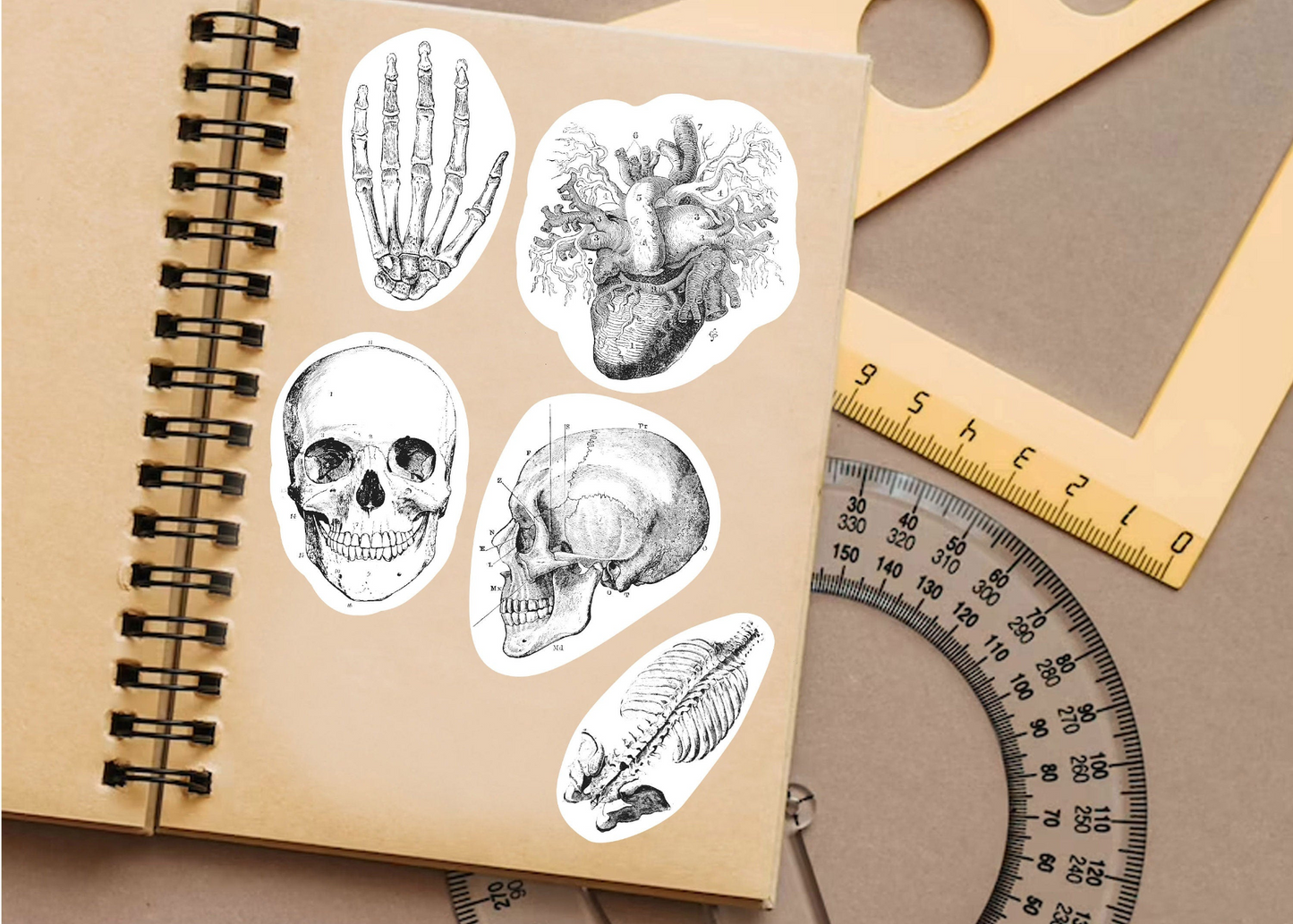 Educational Medical Skeleton Decals - Anatomy Stickers for Learning