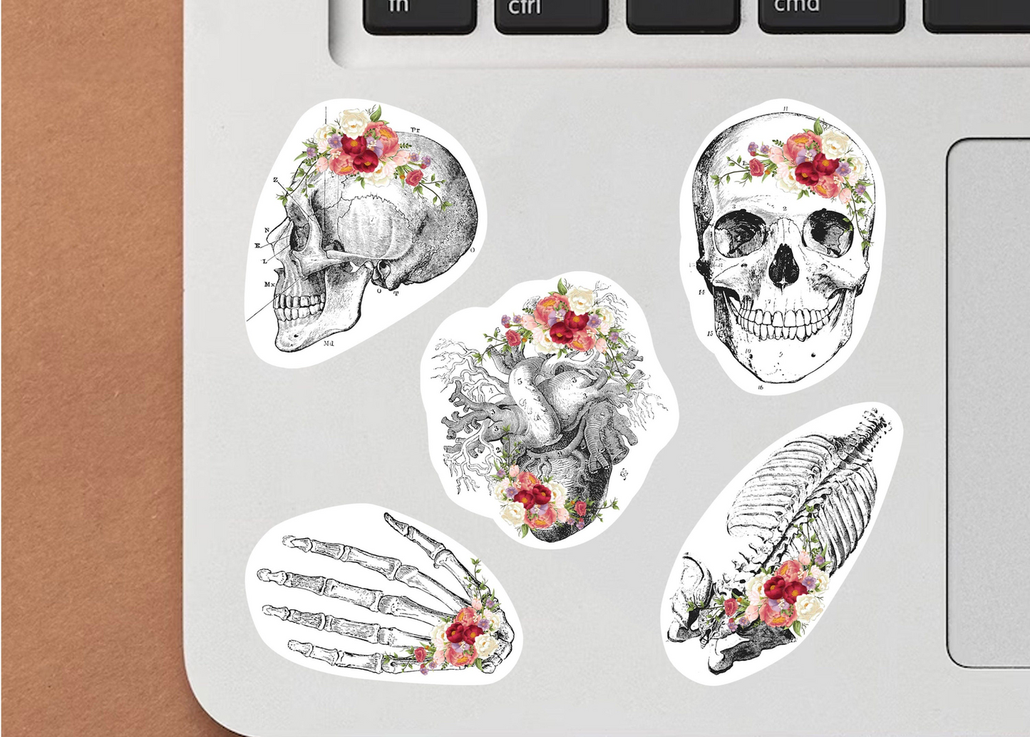 Educational Medical Skeleton Decals - Anatomy Stickers for Learning