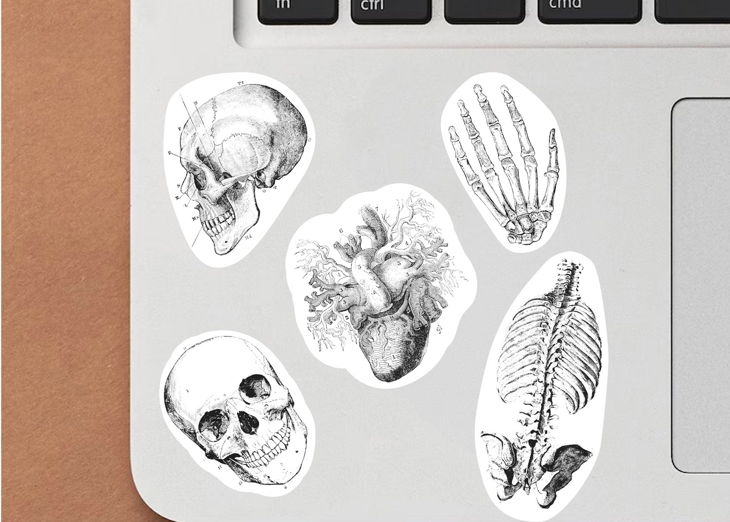 Educational Medical Skeleton Decals - Anatomy Stickers for Learning