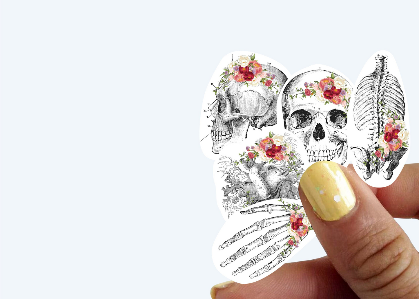 Educational Medical Skeleton Decals - Anatomy Stickers for Learning