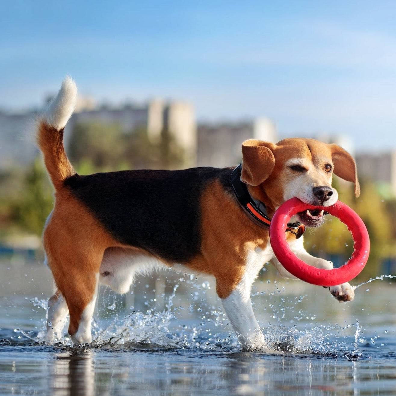 Dog Ring Toy - Interactive and Floatable Toy for Outdoor Play